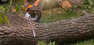 Best Firewood Processing and Delivery  in Enfield, NC