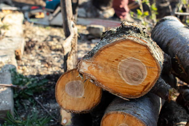 Best Fruit Tree Pruning  in Enfield, NC