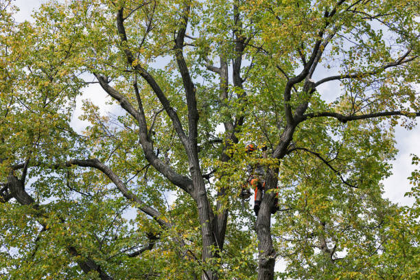 How Our Tree Care Process Works  in  Enfield, NC
